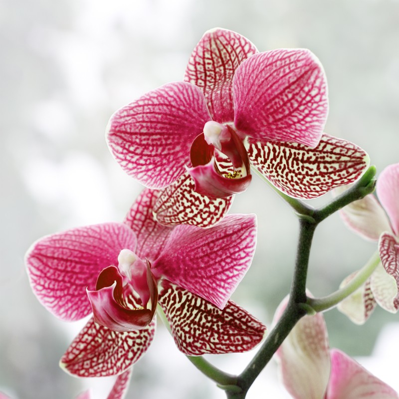 Obraz z orchideą