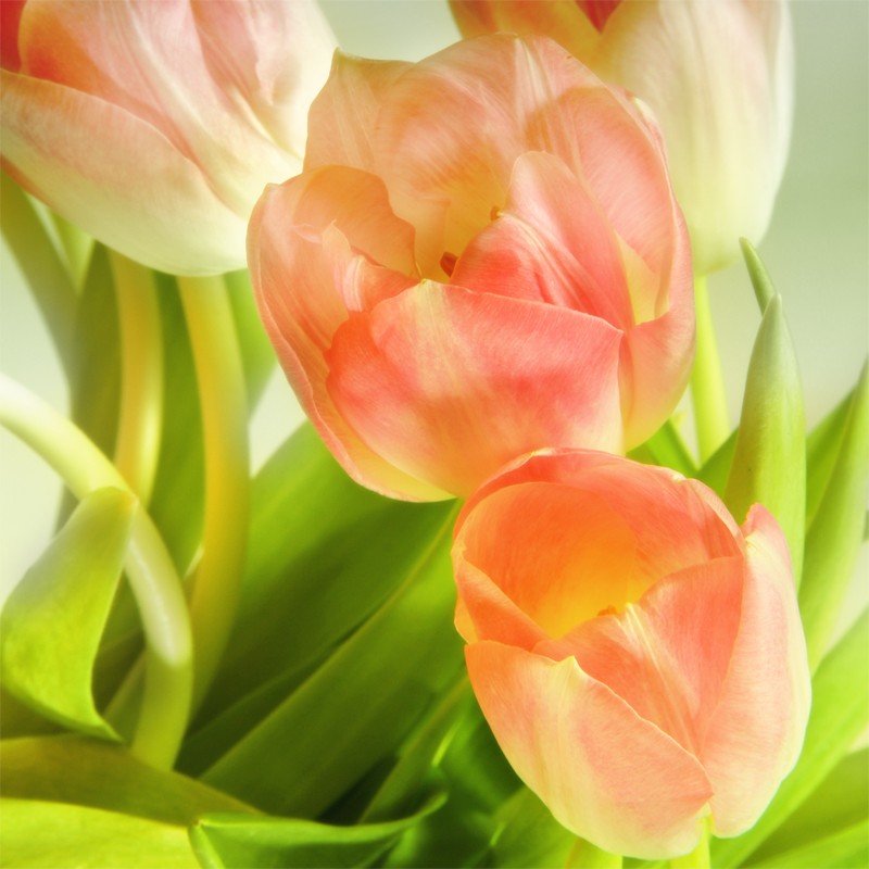 obraz z tulipanami