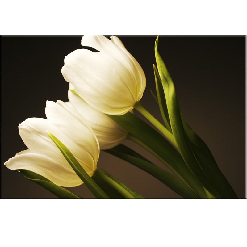 obraz tulipany